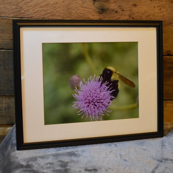 8x10 Bee on a Thistle Flower Photograph - Picture 3 of 4